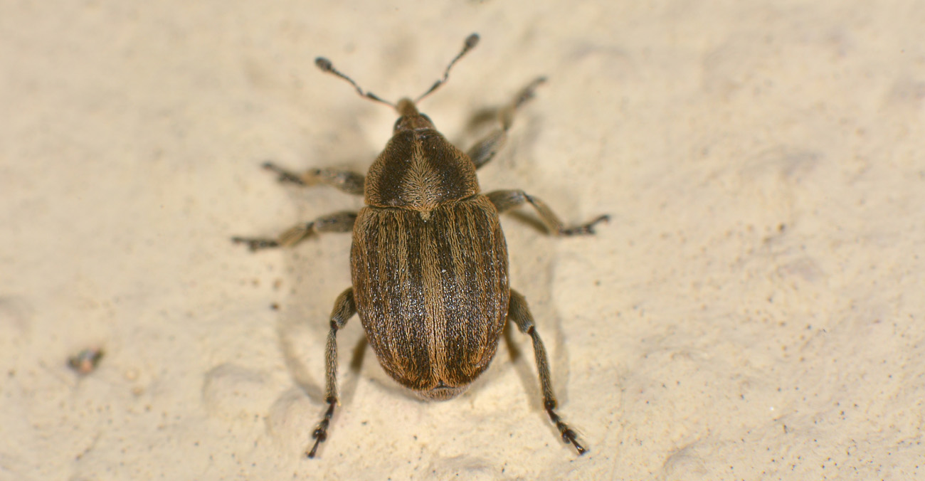 Curculionidae: Tychius sp?   No, Sibinia pellucens